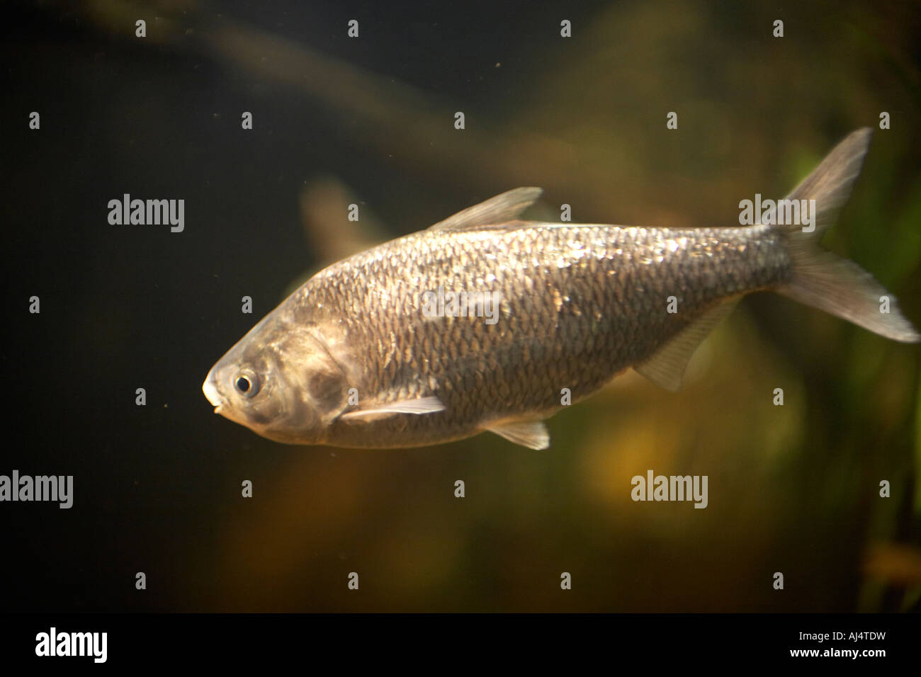Freshwater fish in Sydney Aquarium Darling Harbour New South Wales NSW Australia Stock Photo Alamy