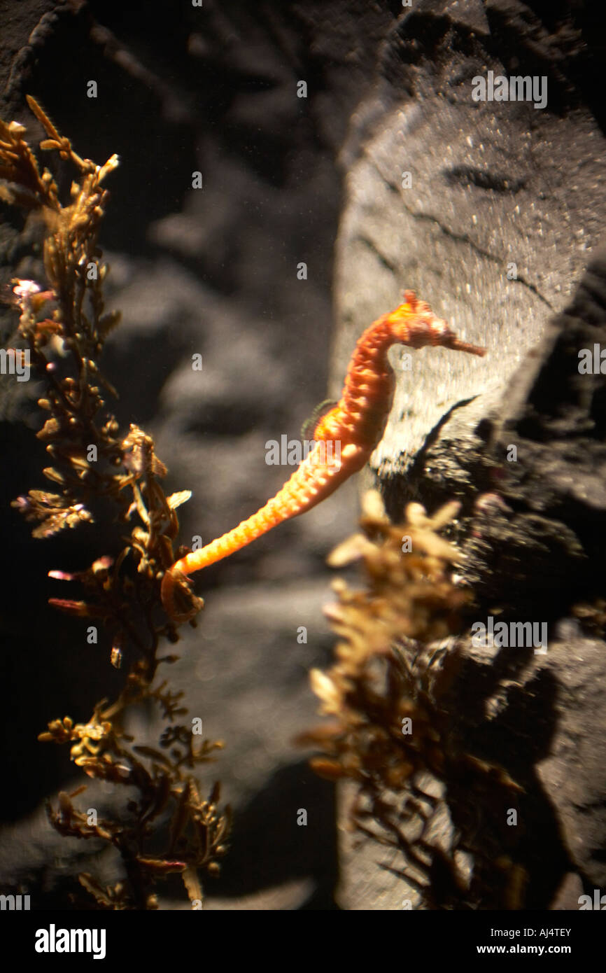 West Austalian seahorse hippocampus elongatus in Sydney Aquarium Darling Harbour New South Wales NSW Australia Stock Photo