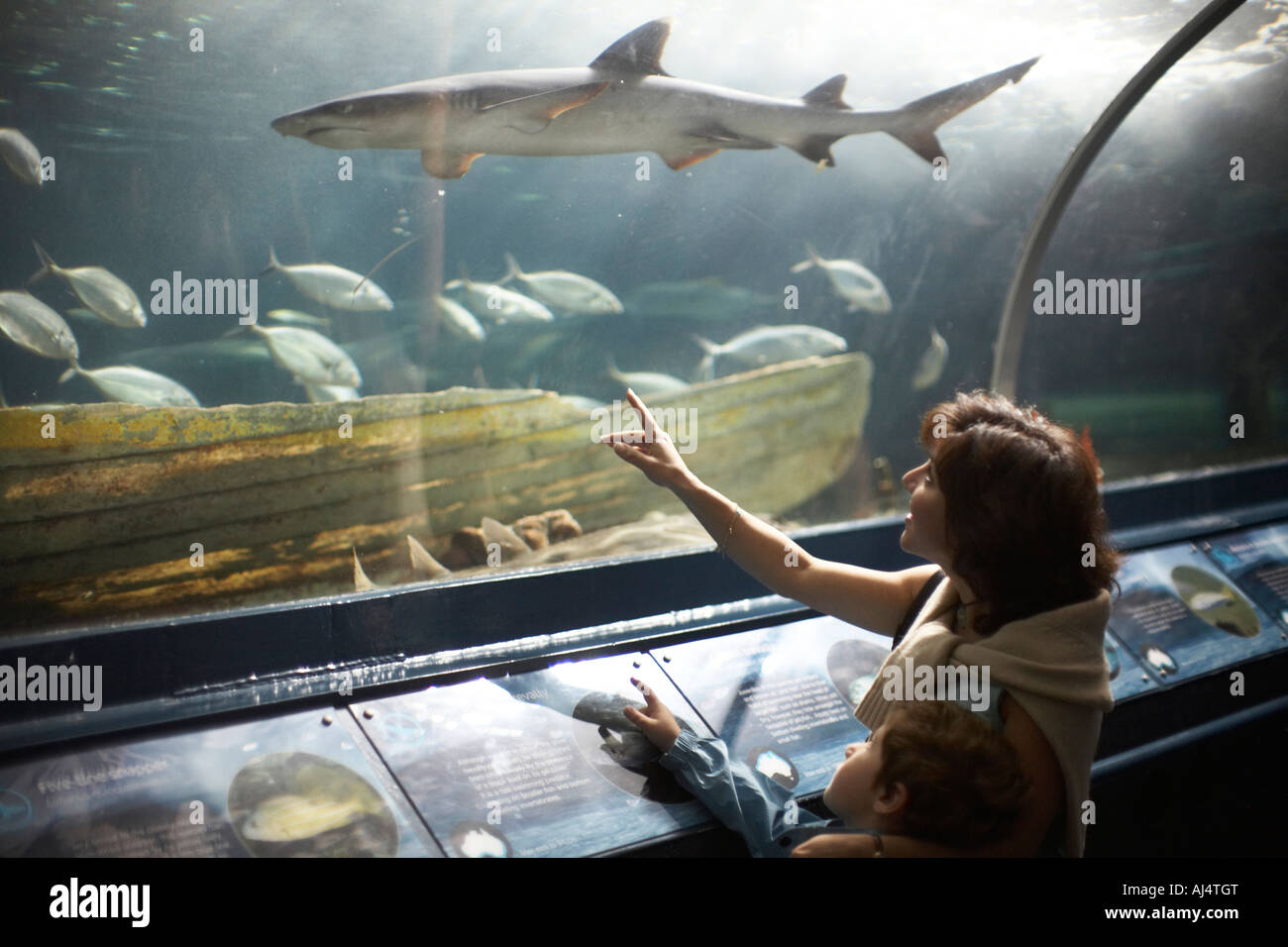 People in underwater viewing tunnel looking at fish in Sydney Aquarium ...