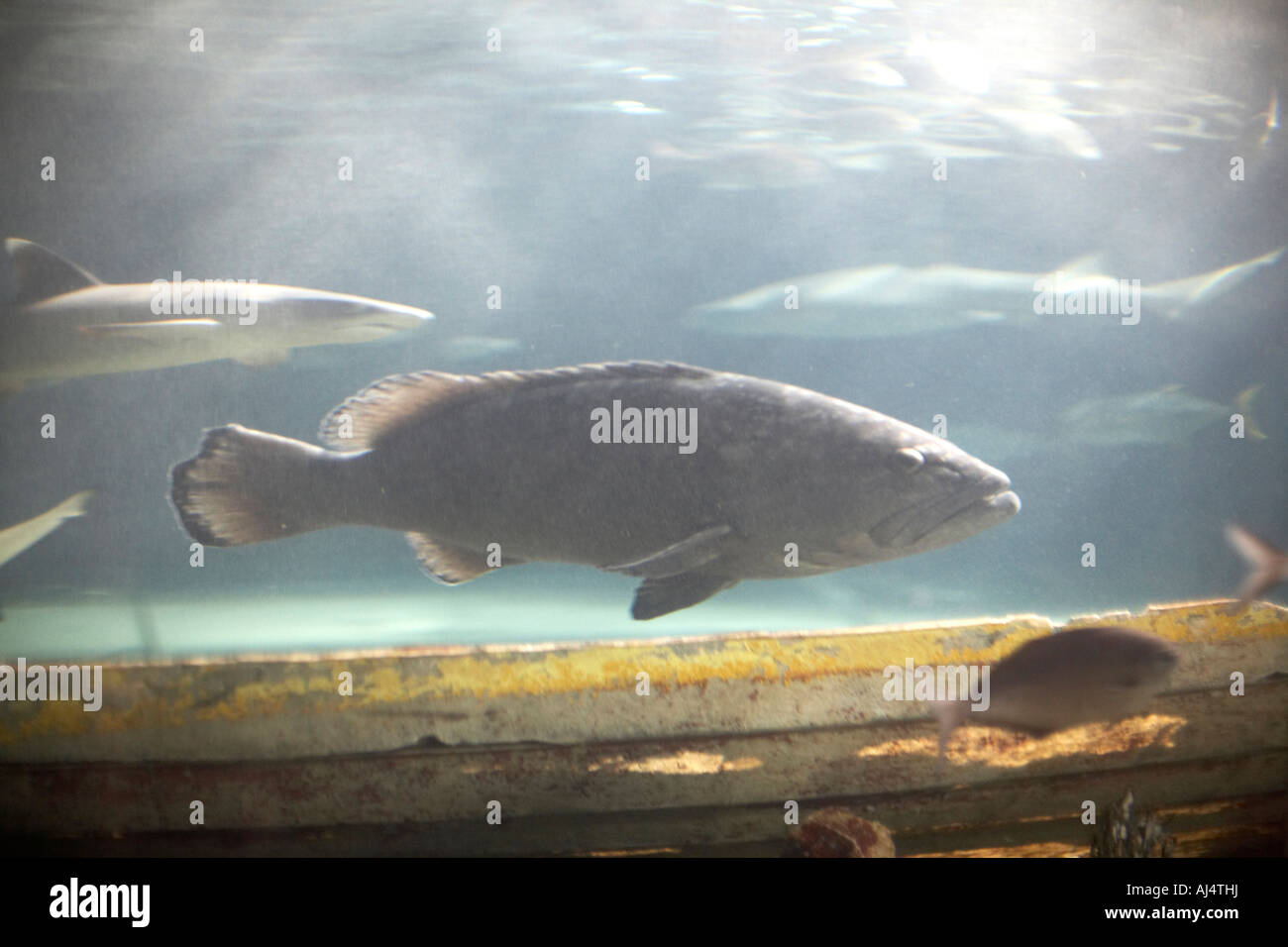 Fish seen through underwater viewing tunnel in Sydney Aquarium Darling