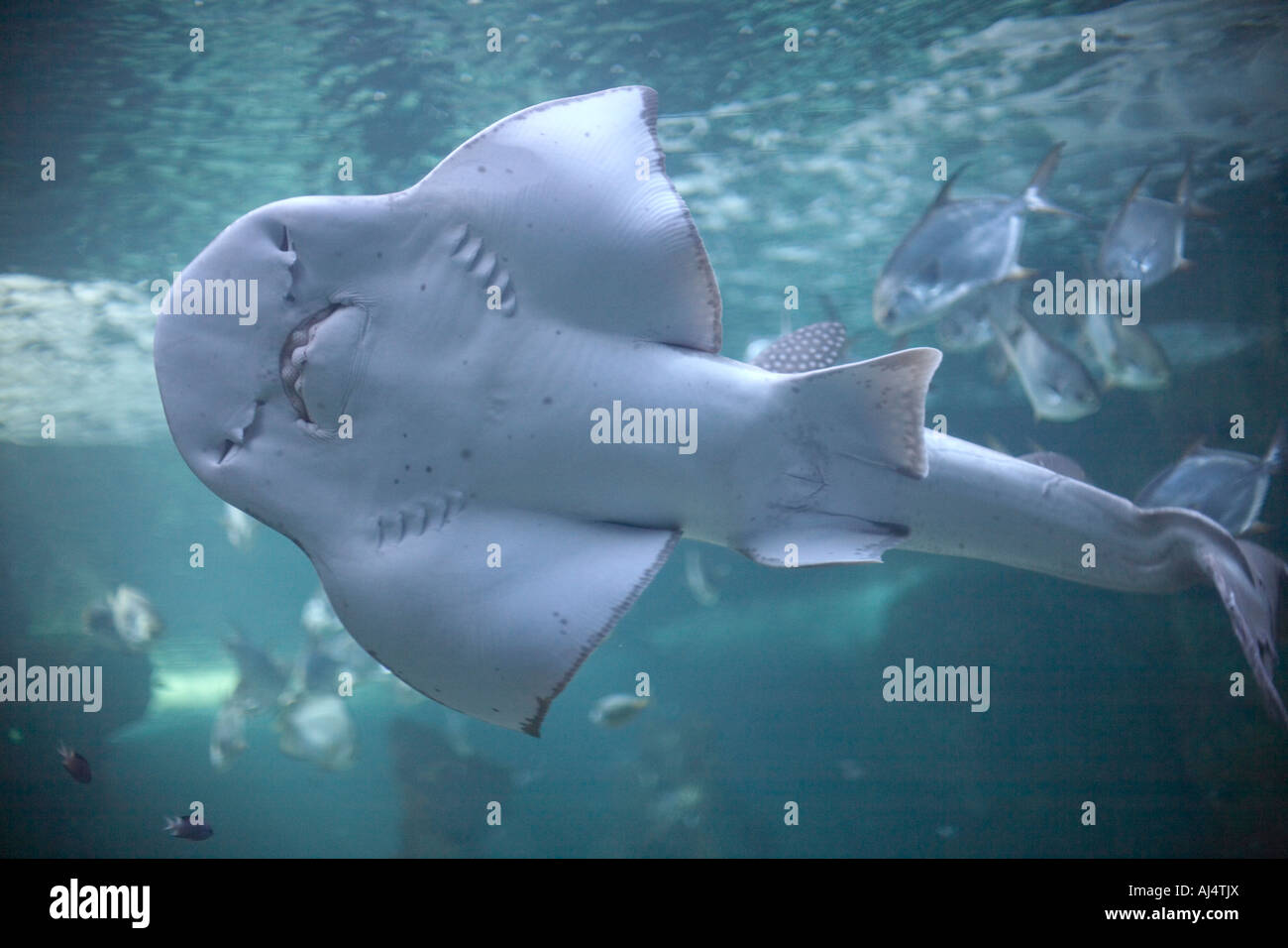 Sharks underbelly and other fish in tank at in Sydney Aquarium Darling Harbour New South Wales