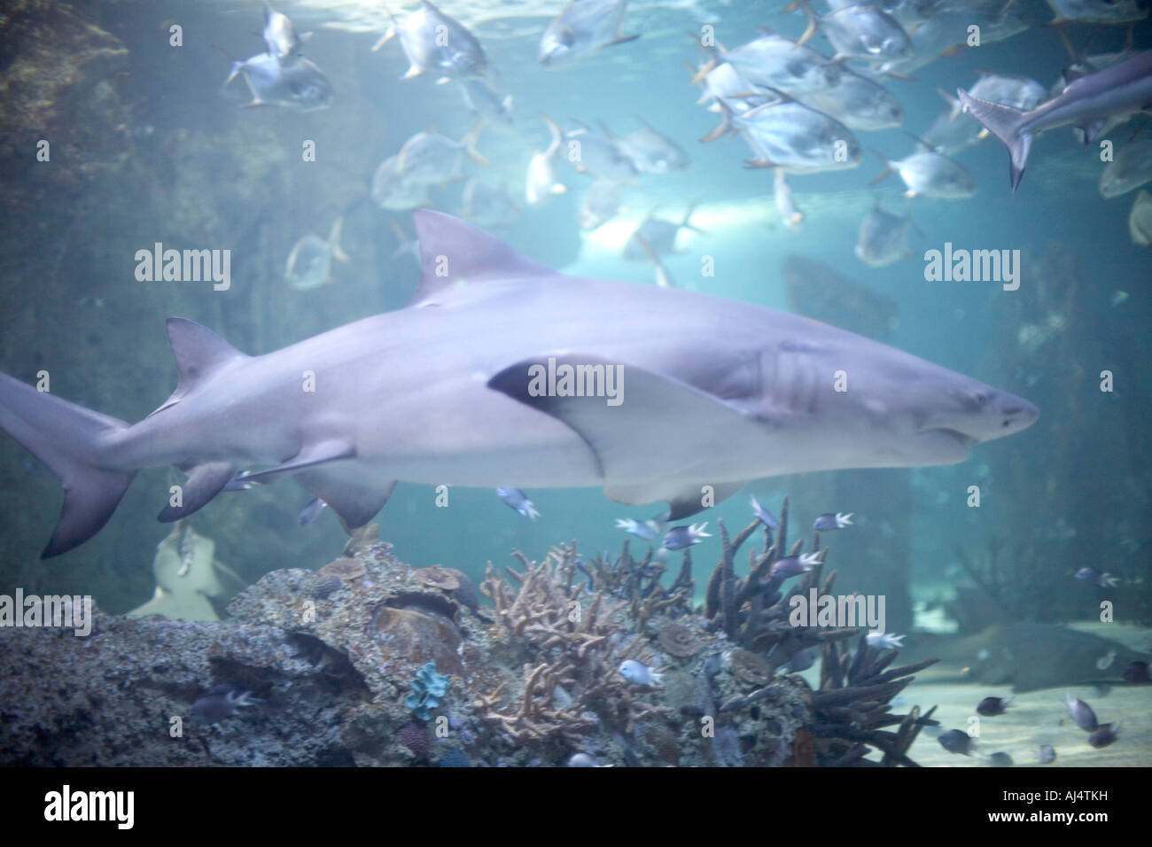 Sharks and other fish in tank at in Sydney Aquarium Darling Harbour New South Wales NSW