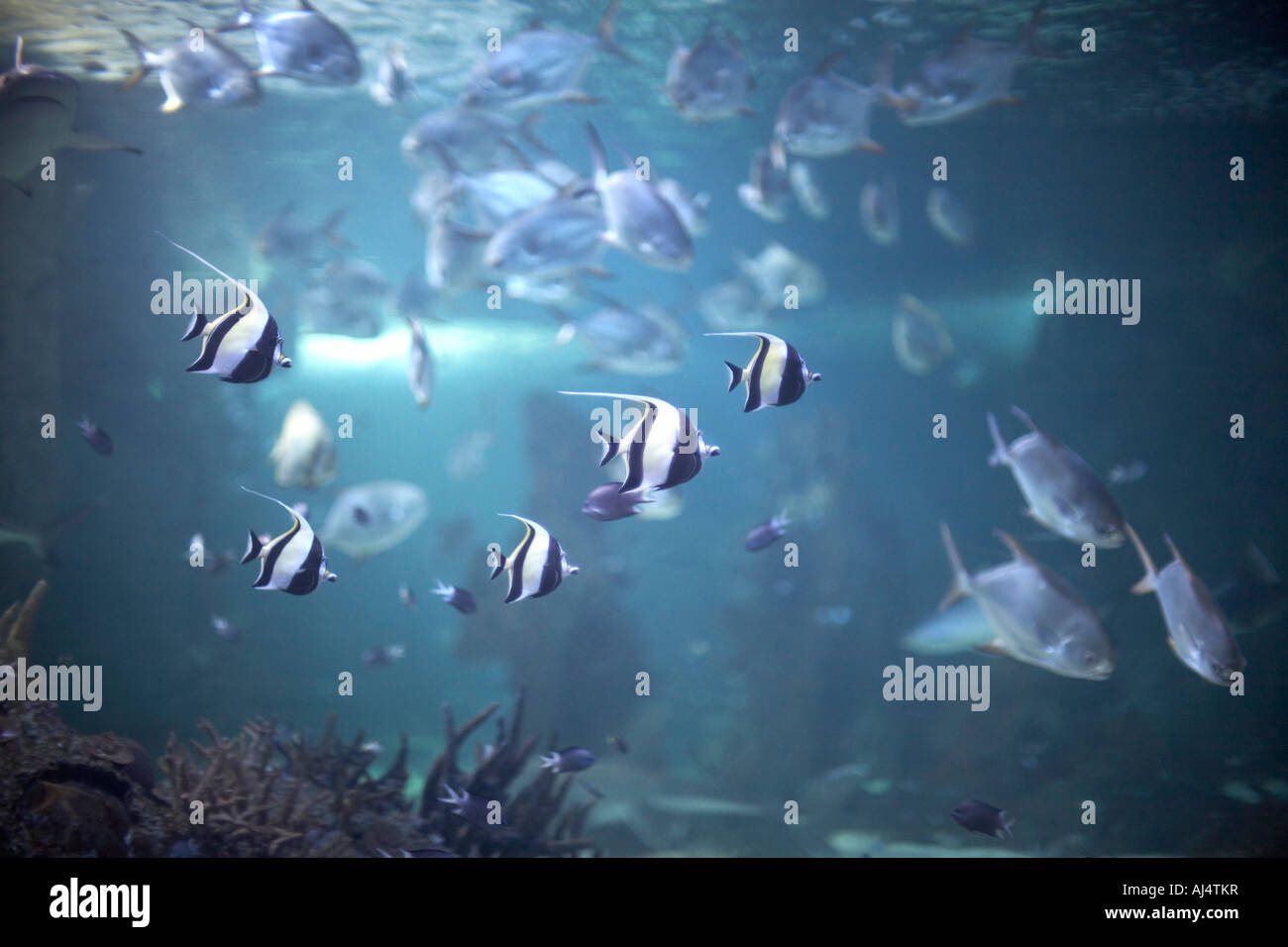 Sharks and other fish in tank at in Sydney Aquarium Darling Harbour New South Wales NSW