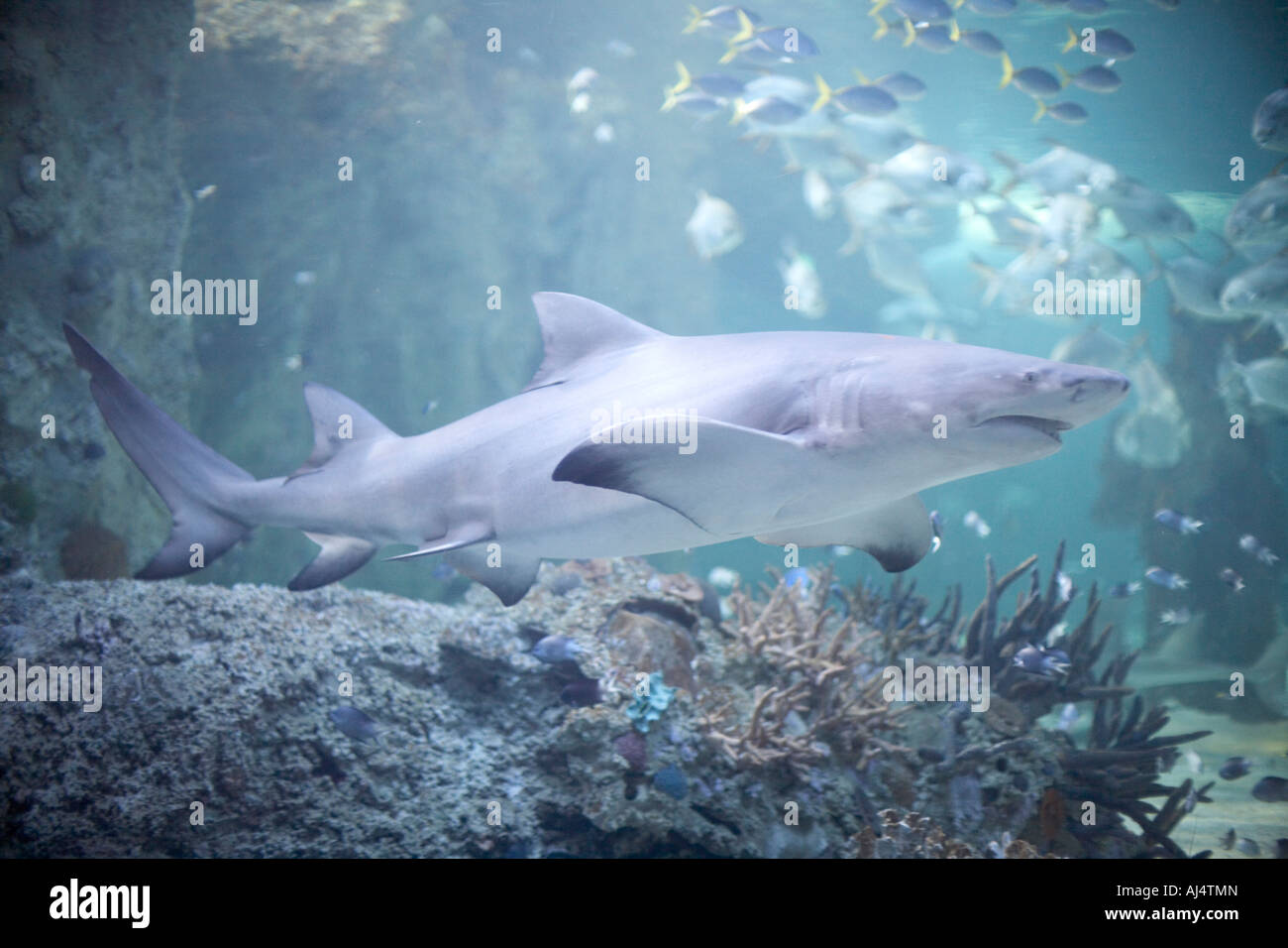 Sharks and other fish in tank at in Sydney Aquarium Darling Harbour New South Wales NSW Australia Stock Photo