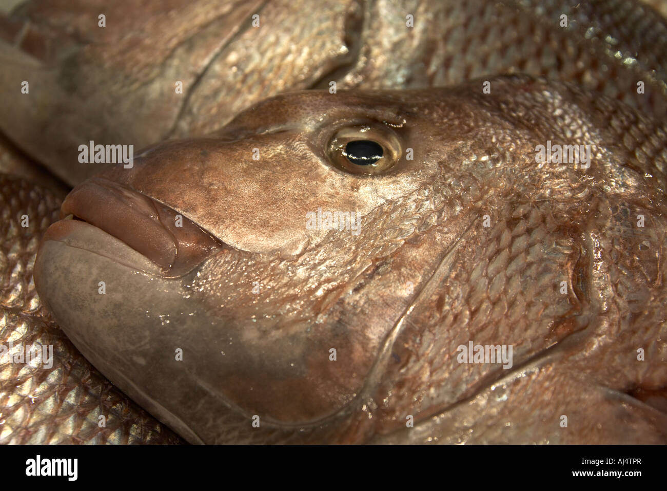WA snapper fish on sale in Fish Market shop Sydney New