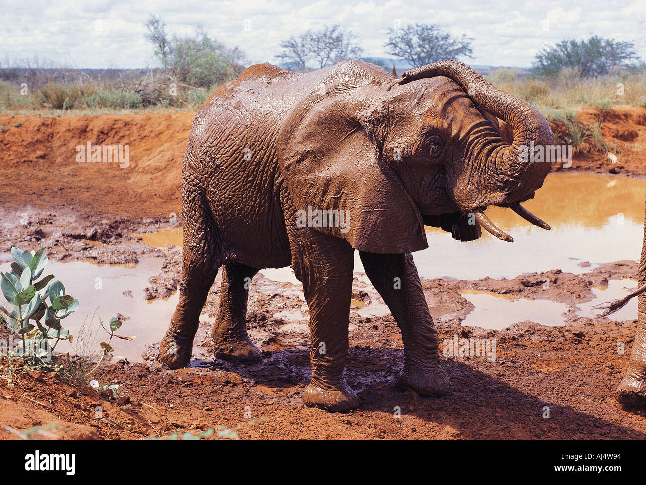 Elephant enjoying a mud bath Tsavo East National Park Kenya East Africa Stock Photo