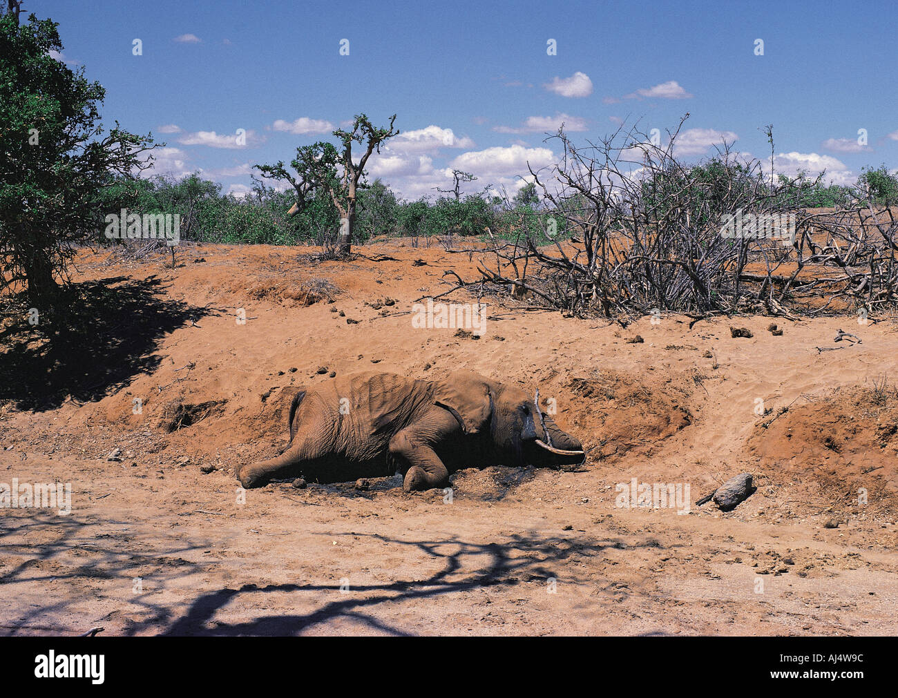Dead elephant which has died of starvation Tsavo East National Park Kenya East Africa Stock Photo