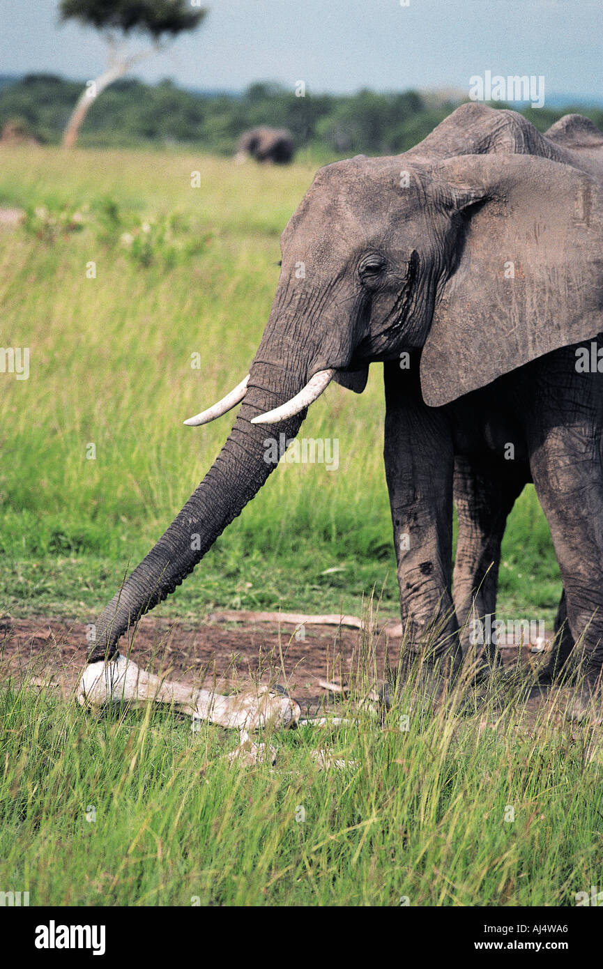 Elephant inspecting the bones of a dead elephant Masai Mara National Reserve Kenya East Africa Stock Photo