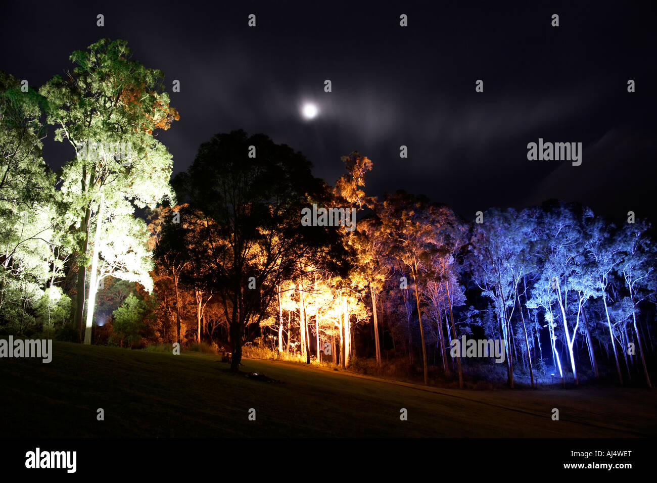 Trees around stage night lit by coloured lights by Walter Holt and Treeluminati lighting at Woodford Folk Festival Queensland QL Stock Photo