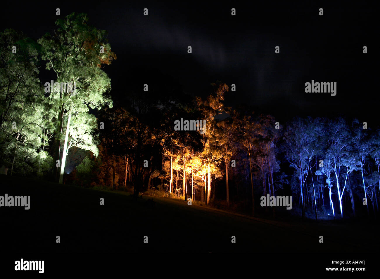 Trees lit by coloured lights designed by Walter Holt and Treeluminati tree lighting group at Woodford Folk Festival Queensland Stock Photo