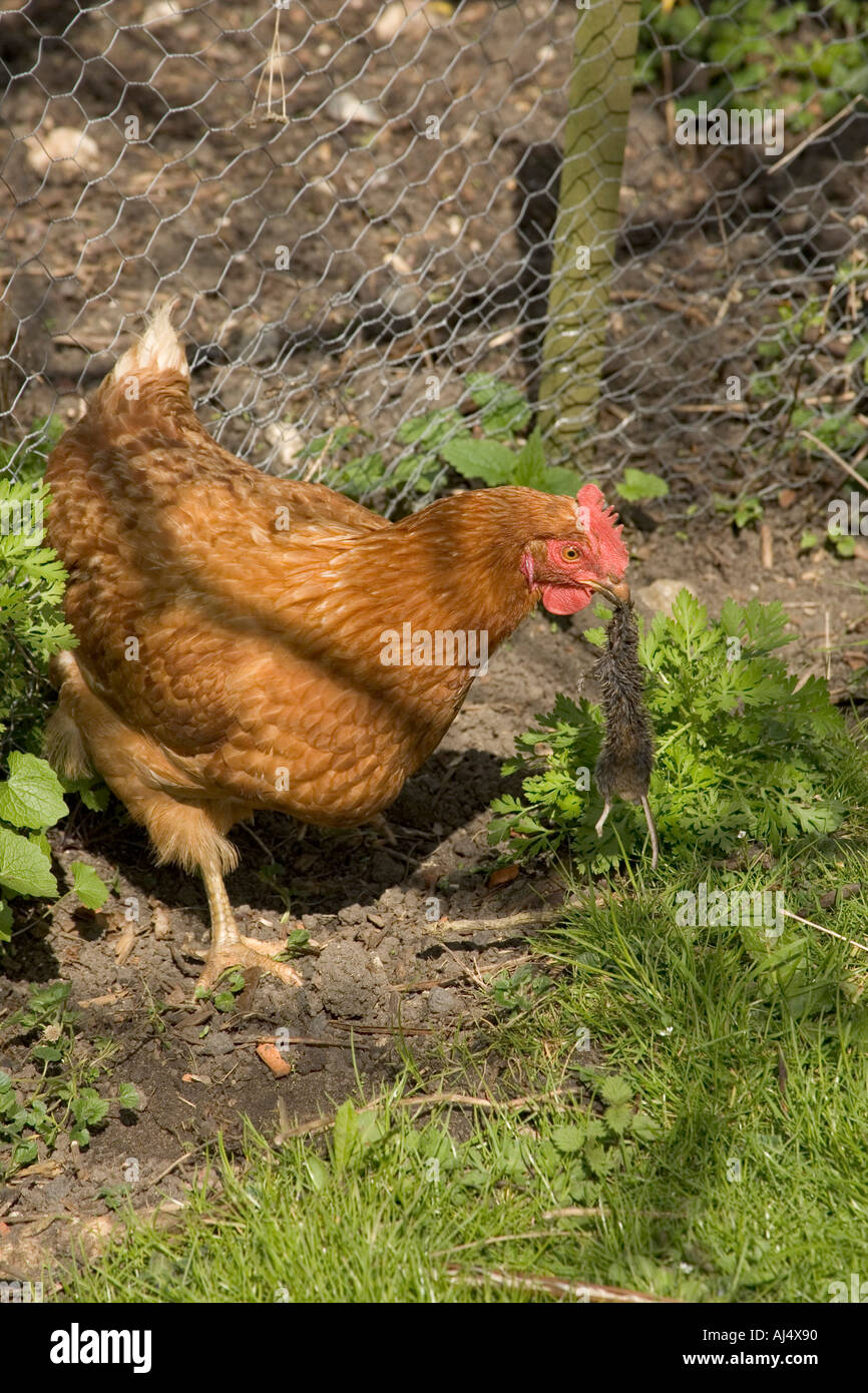 Chicken eating a mouse Stock Photo - Alamy