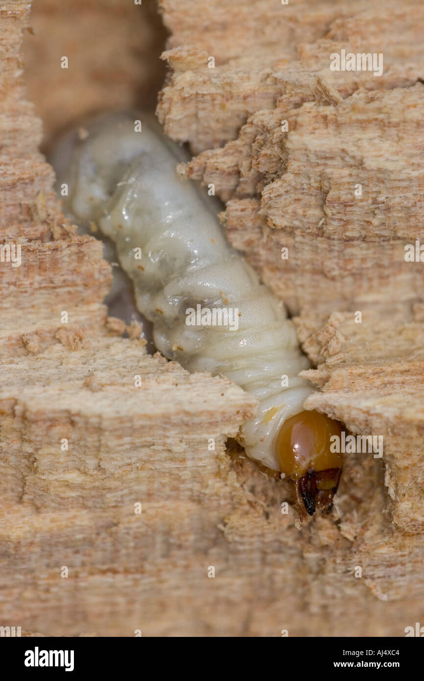 lesser Stag Beetle Dorcus parallelipipedus larva in decaying elm wood Stock Photo