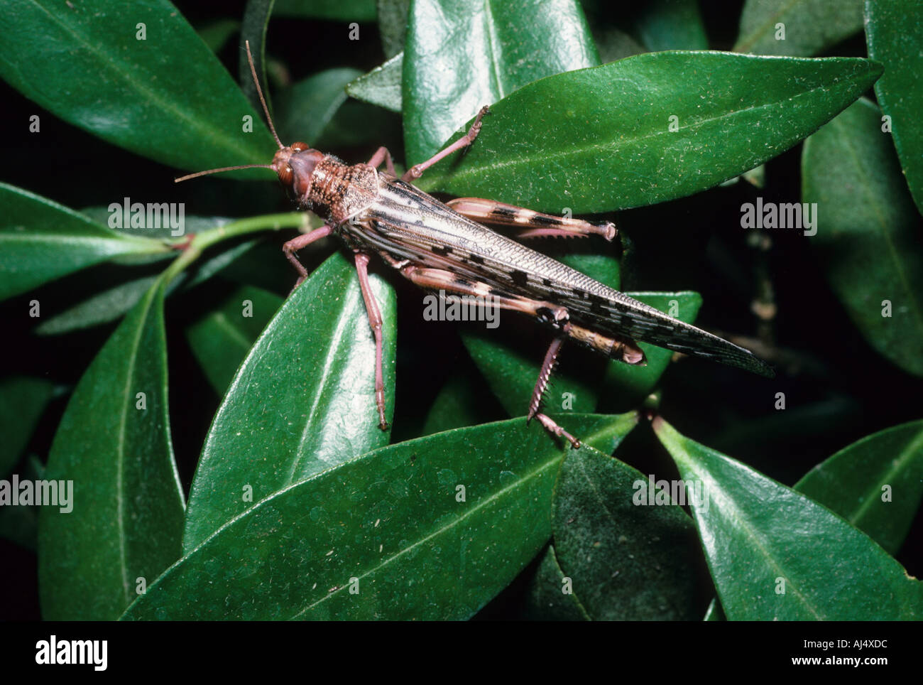 Desert Locust Schistocerca gregaria Adult Stock Photo