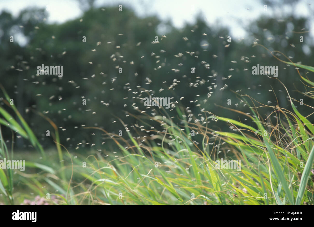 Midges Sp Hover over reeds in summer breeze Stock Photo