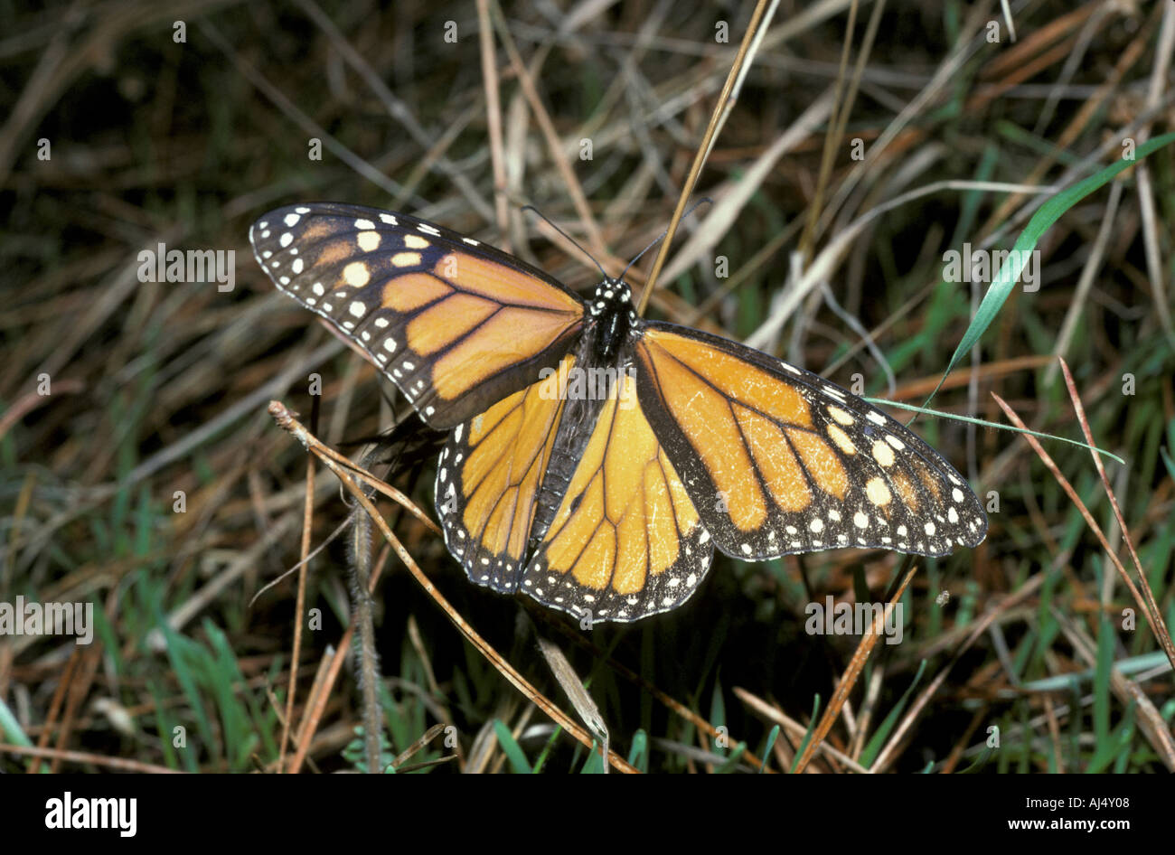 Monarch butterfly danaus plexippus hi-res stock photography and images ...