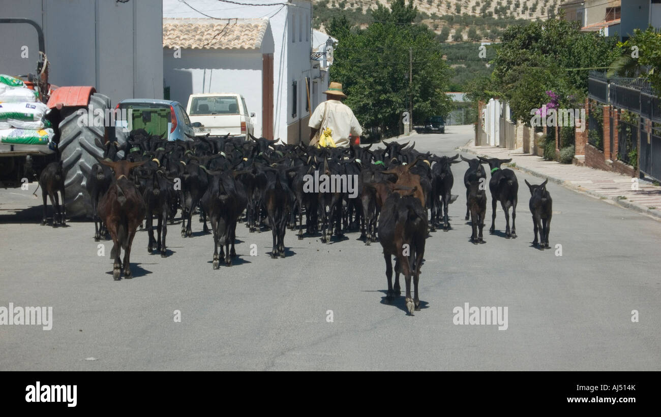 Herding milking goats down the street in Salar, Andalucia, Spain Stock Photo