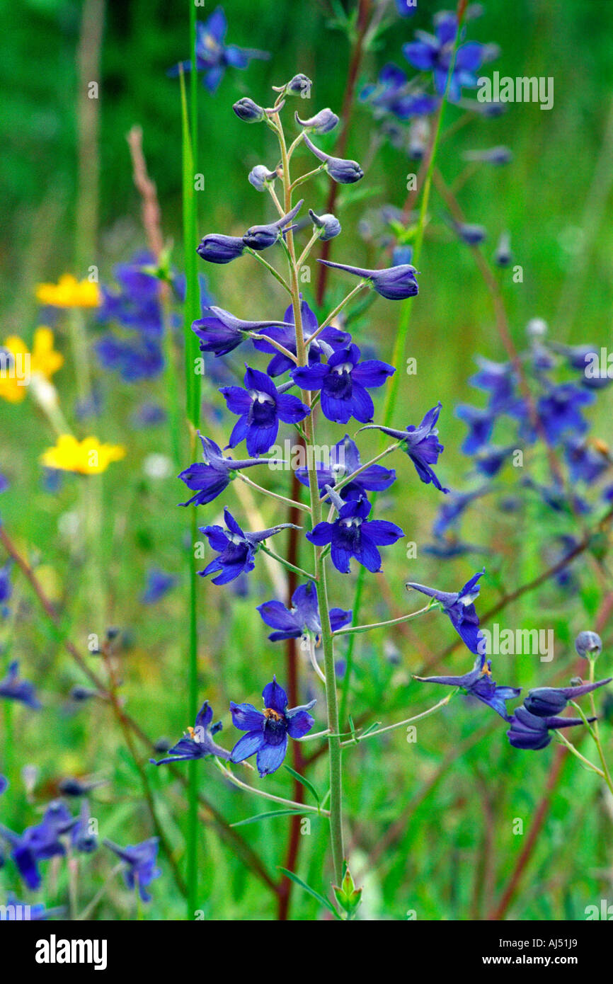 Larkspur blooms in a field of early summer wildflowers. Stock Photo