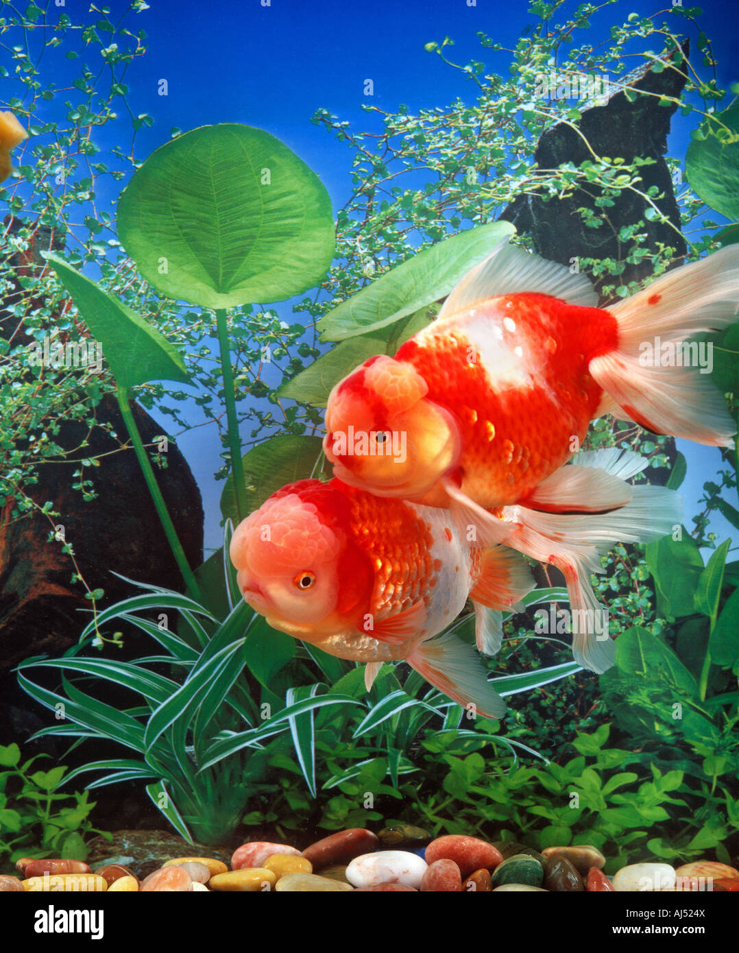 A pair of goldfish in a aquarium Stock Photo