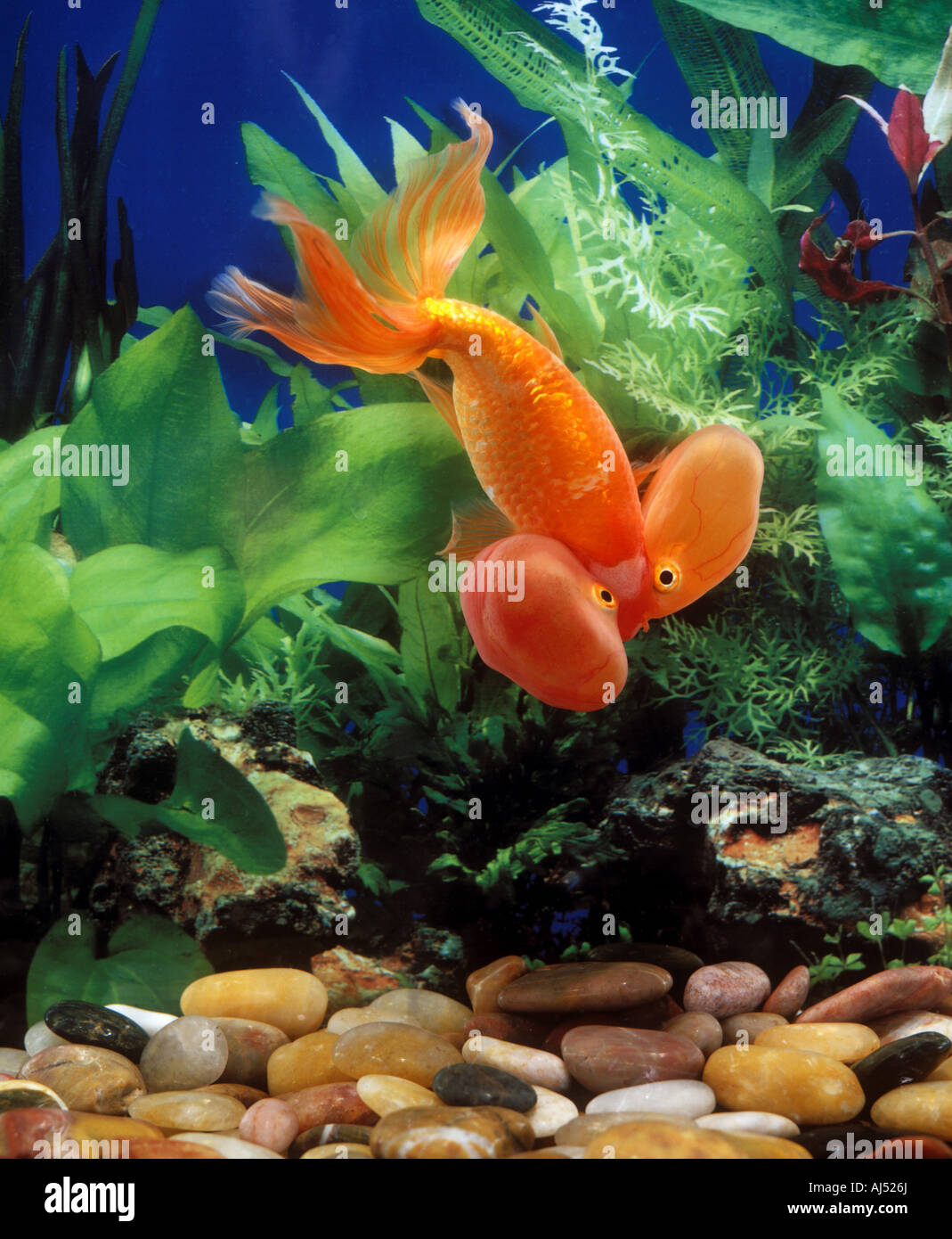 Goldfish in a freshwater aquarium Stock Photo