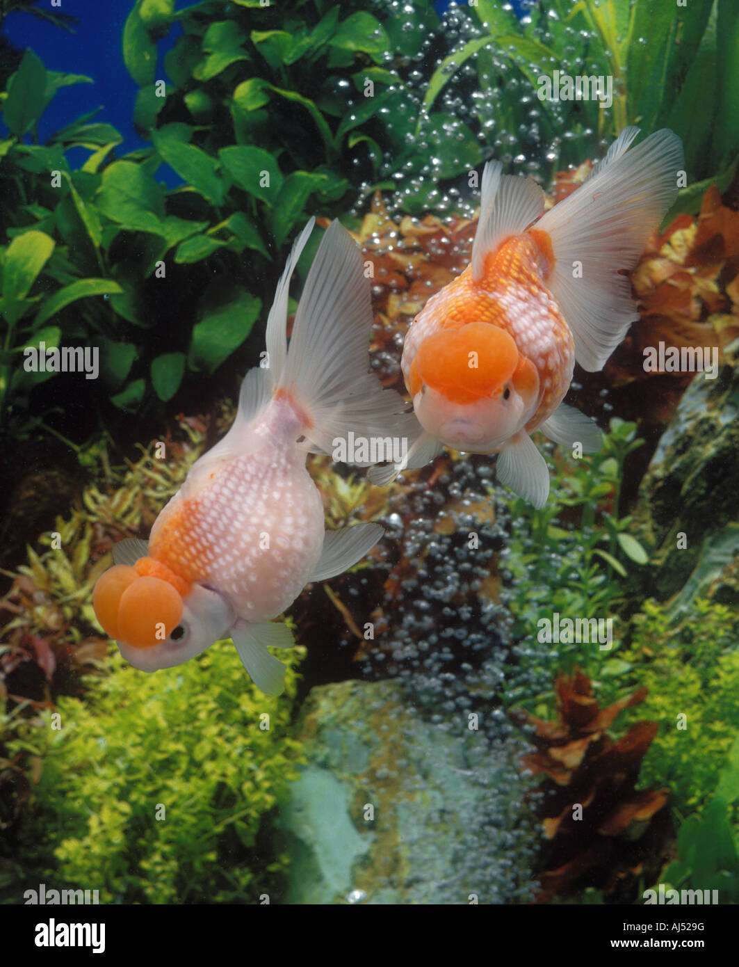 A pair of goldfishes in a freshwater aquarium wiht water bubbles Stock