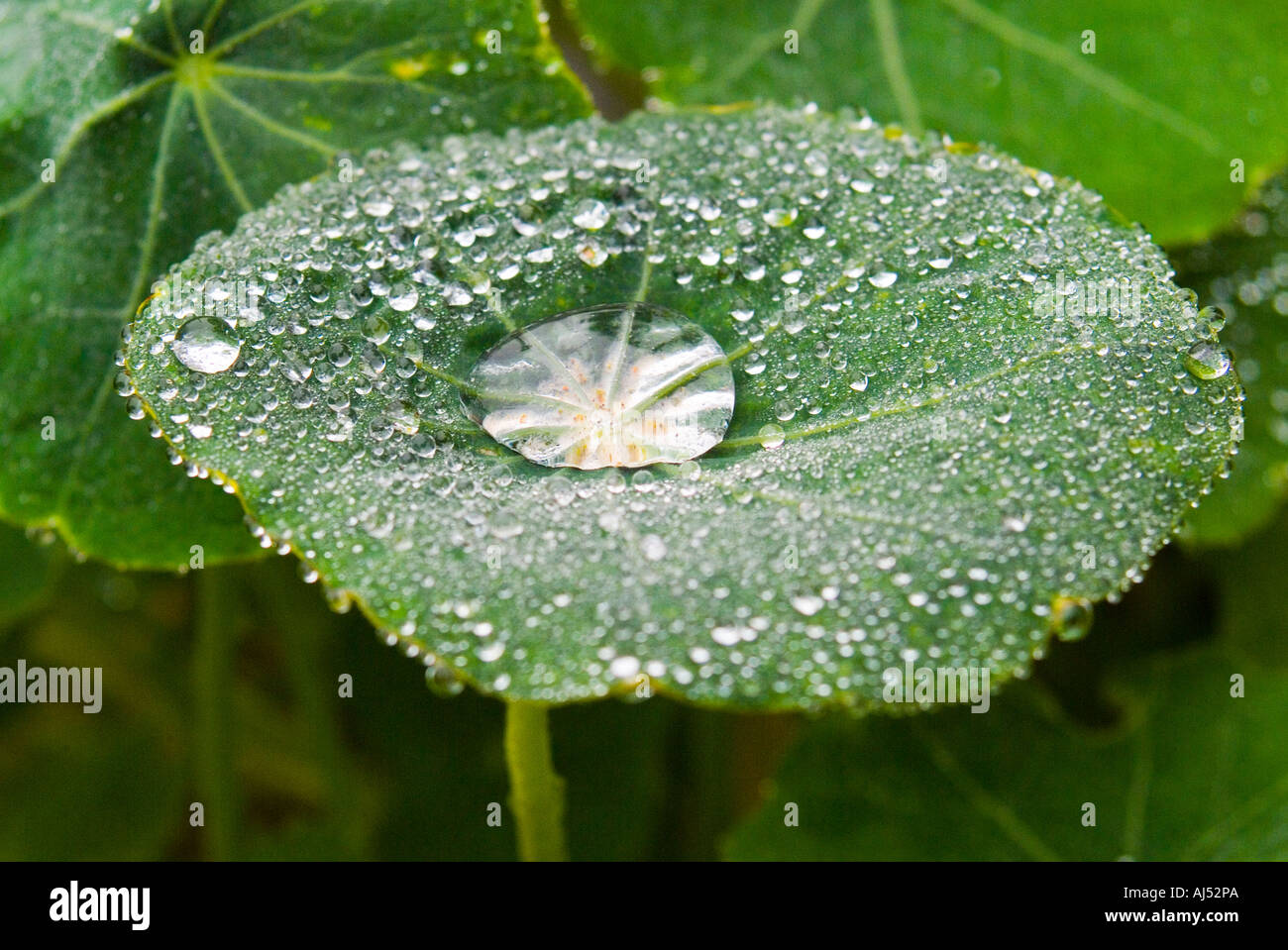 Water droplets on a nasturtium leaf Stock Photo