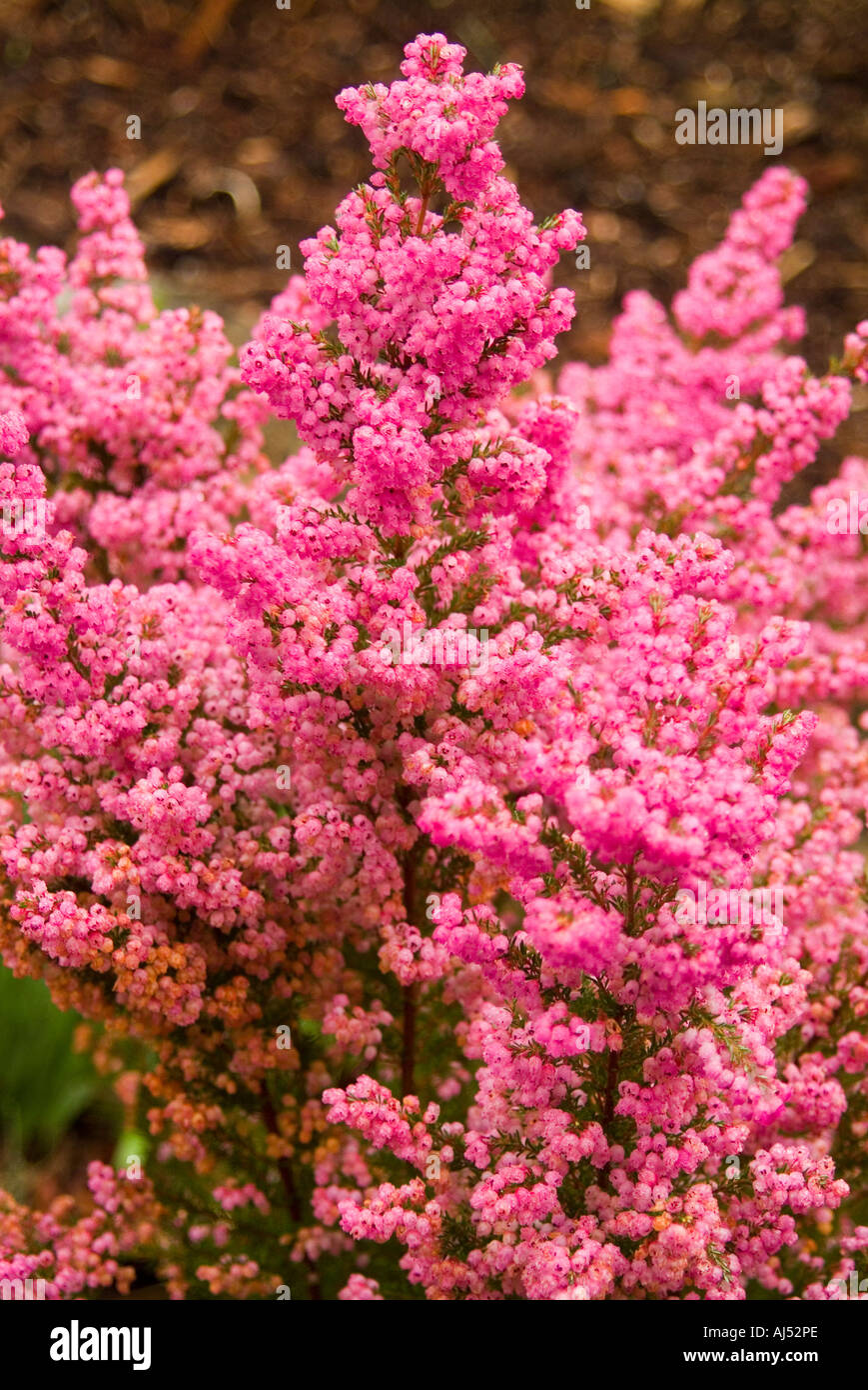 Erica caniculata from South Africa also known as Christmas Heath Stock Photo