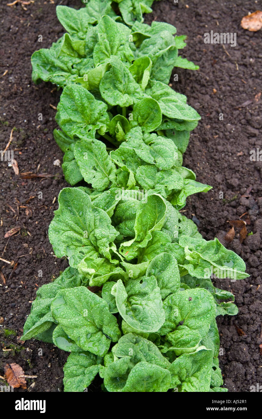 A row of healthy spinach variety Viking Stock Photo Alamy