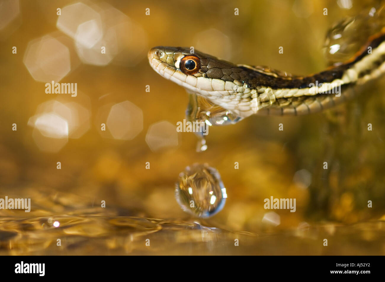 Western ribbon snake hi-res stock photography and images - Alamy