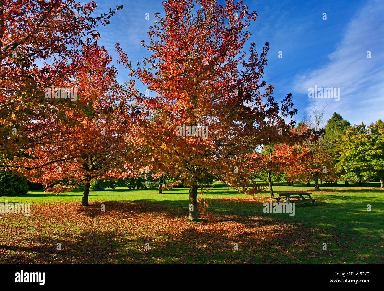 Autumn Foliage at Sir Harold Hillier Gardens, Hampshire, England Stock Photo