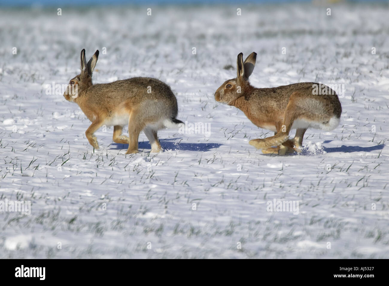 Brown Hares Lepus capensis chasing each other in snow covered corn field Therfield Hertfordshire Stock Photo
