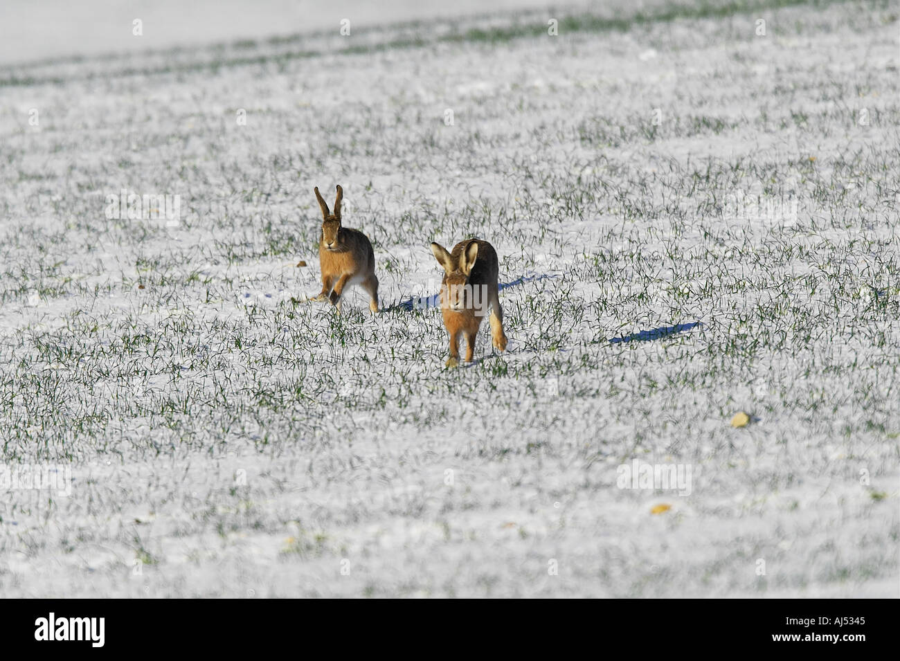 Brown Hares Lepus capensis chasing each other in snow covered corn field with a blue sky background Therfield Hertfordshire Stock Photo