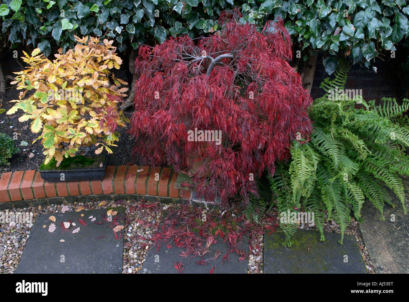Oak, acer and ferns 'Great Britain' Stock Photo