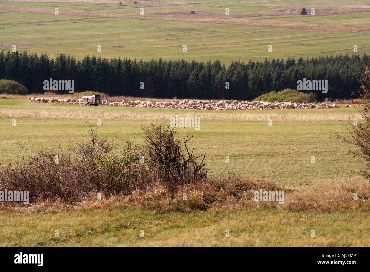 flock of sheep in High Rhoen landscape Franconia Bavaria Germany Europe Stock Photo