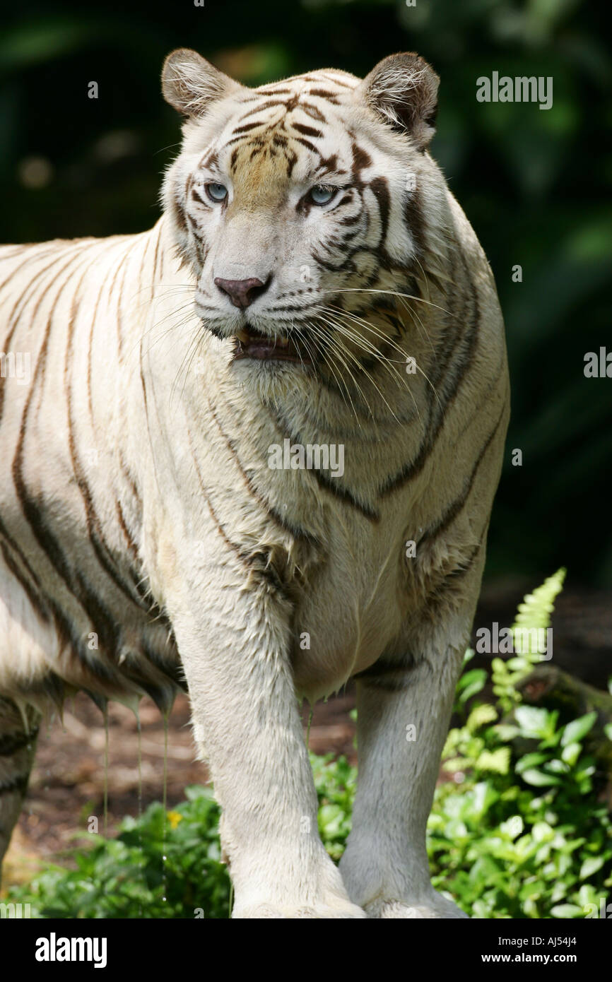 white-bengal-tiger-stock-photo-alamy