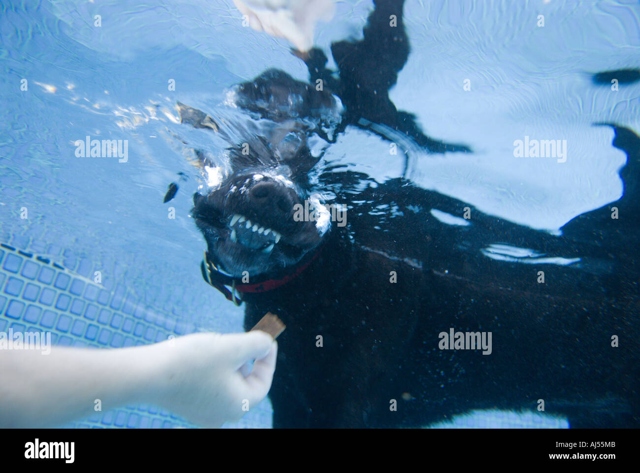 Black Labrador dog in swimming pool, Oahu, Hawaii Stock Photo Alamy