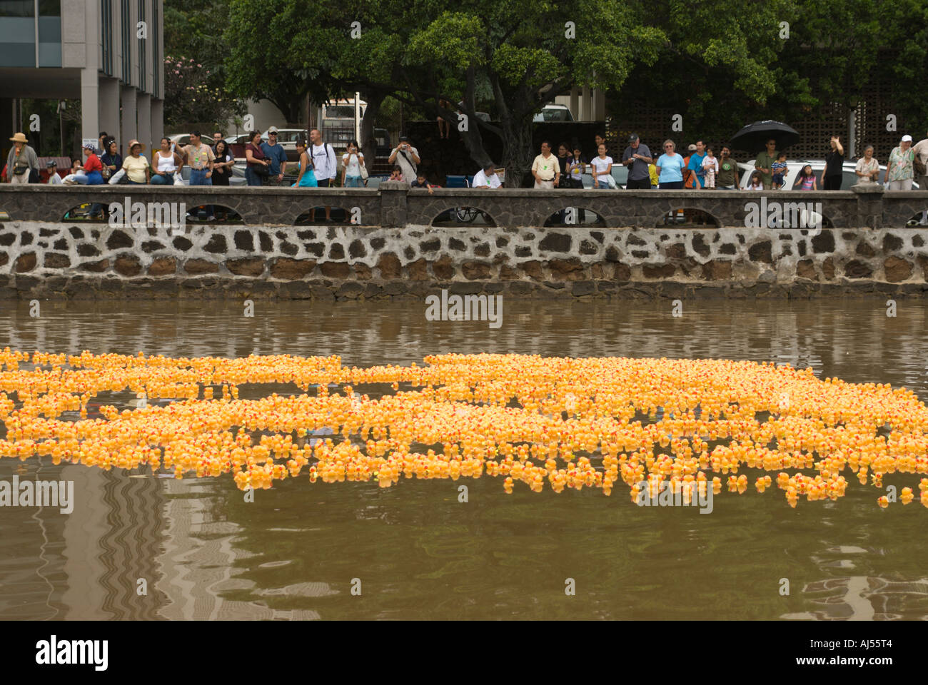 Rubber Duckies in Charity Rubber Ducky race Ala Wai Canal Honolulu Oahu