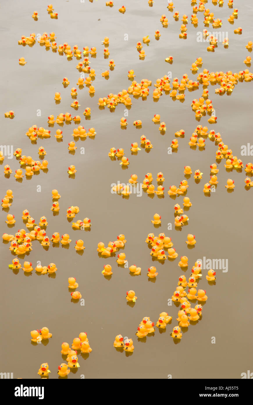 Rubber Duckies in Charity Rubber Ducky race Ala Wai Canal Honolulu Oahu