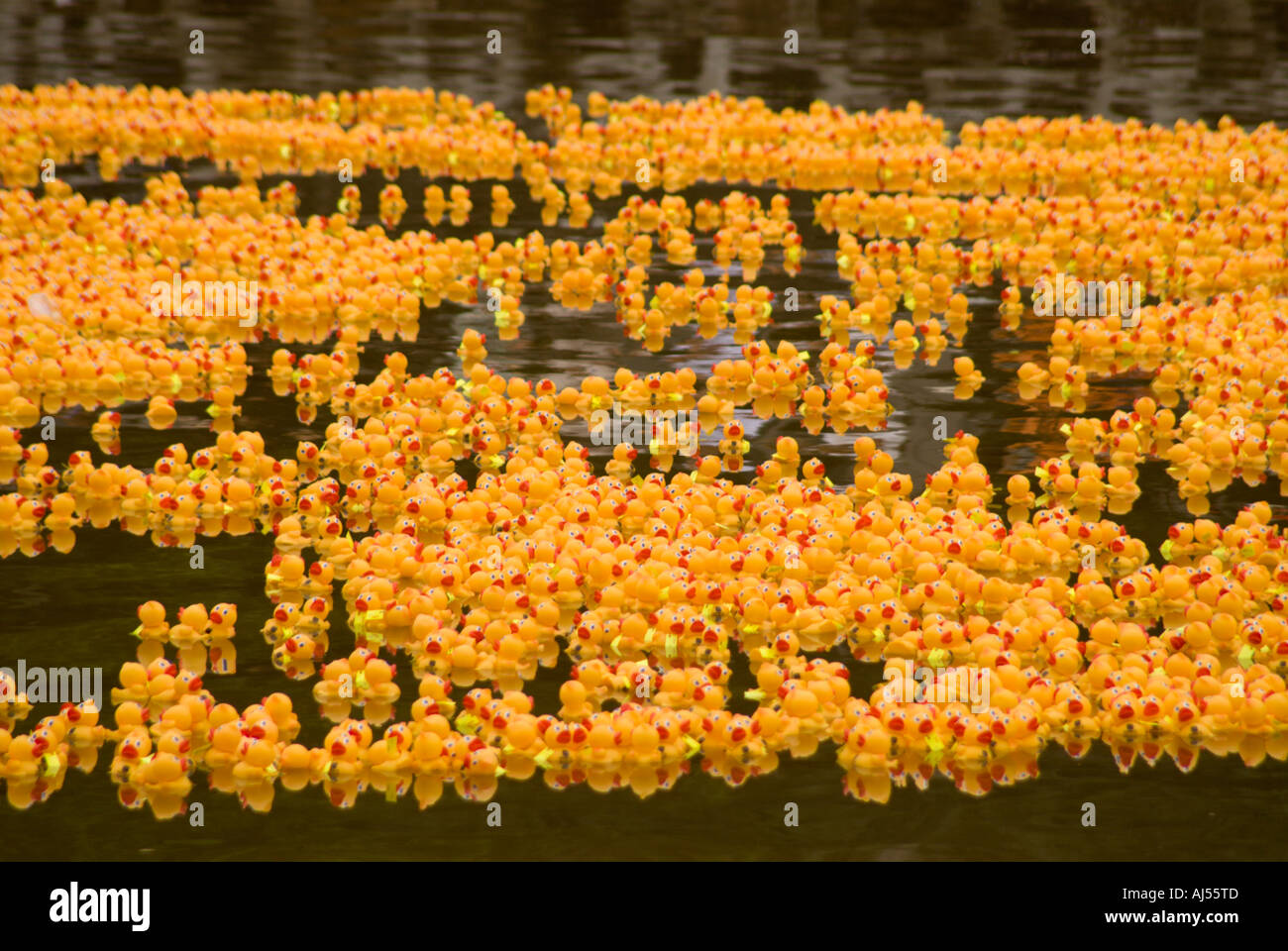 Rubber Duckies in Charity Rubber Ducky race Ala Wai Canal Honolulu Oahu