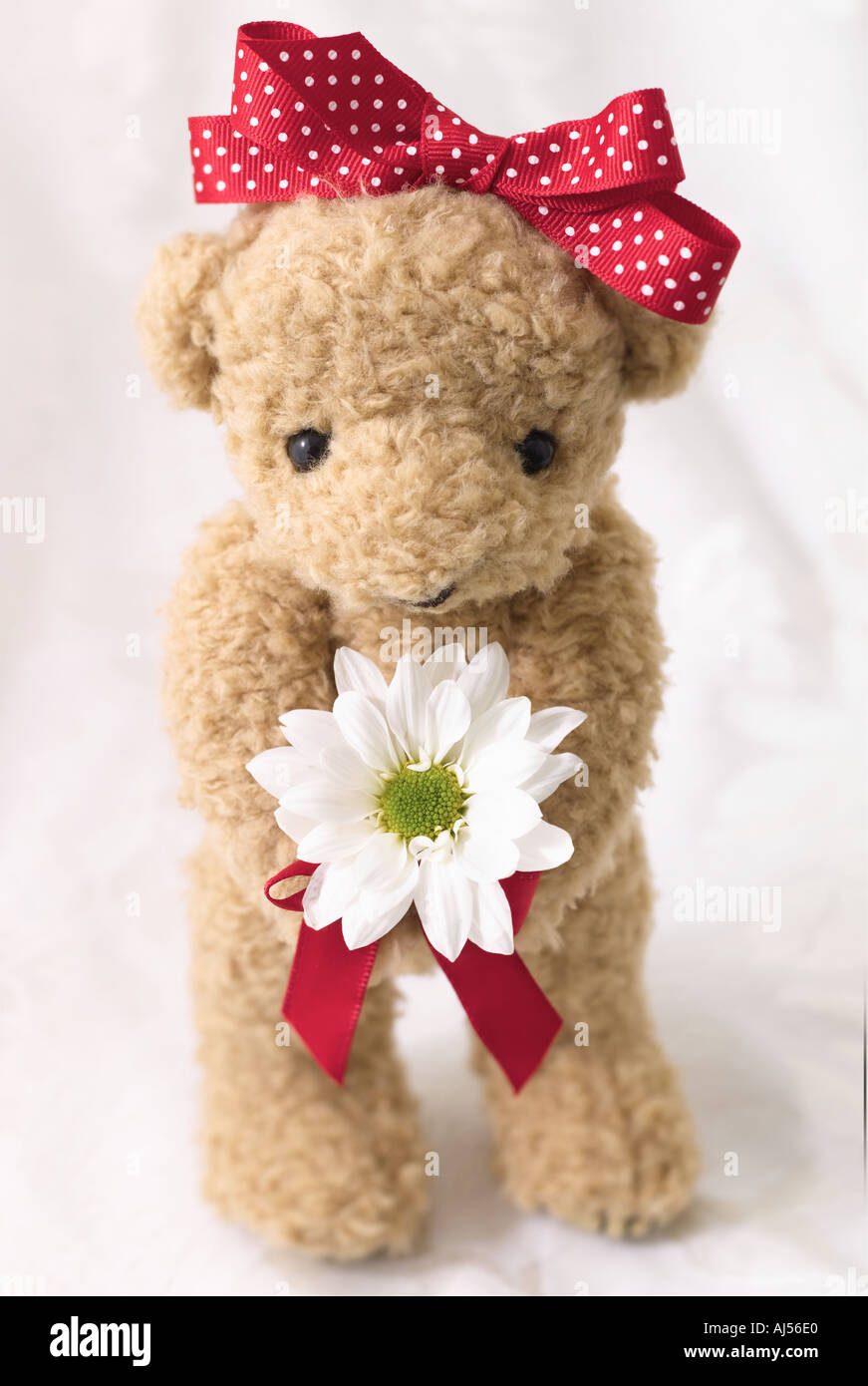 Valentine Bear with Daisy Stock Photo