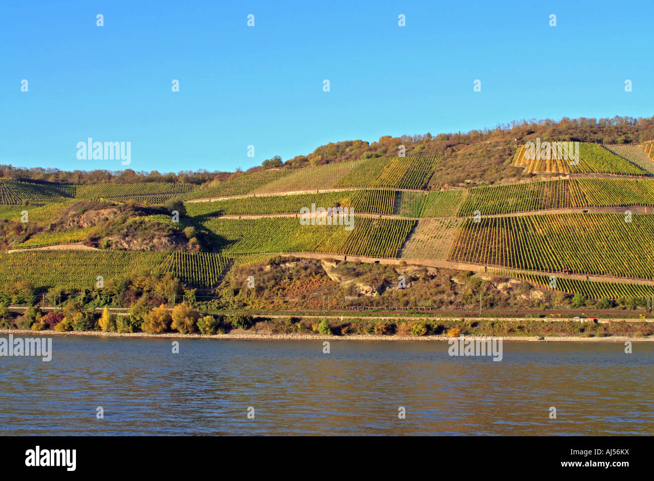 vineyards along River Rhine near Braubach Rhineland Palatinate Germany Europe Stock Photo