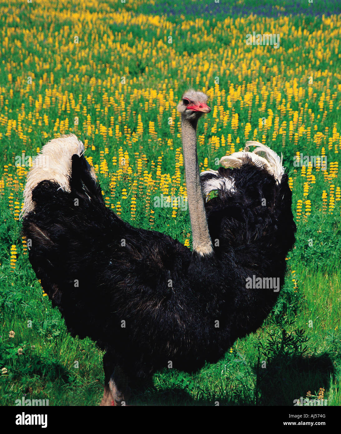 Male Ostrich displaying with wings outstretched to show off near Cape Town South Africa Stock Photo