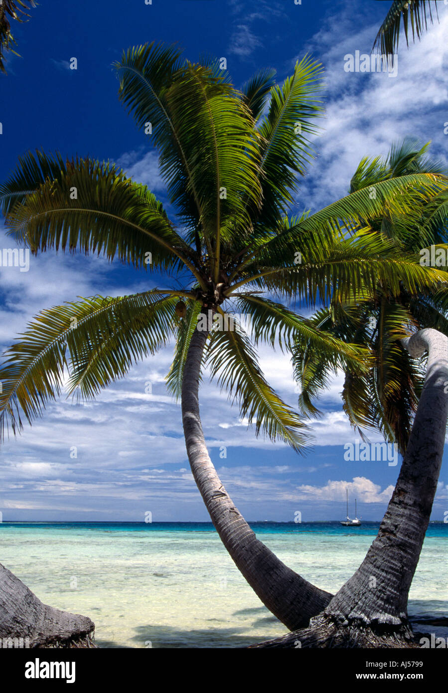 French Polynesia Manihi Coconut Palm tree frames anchored sailboat