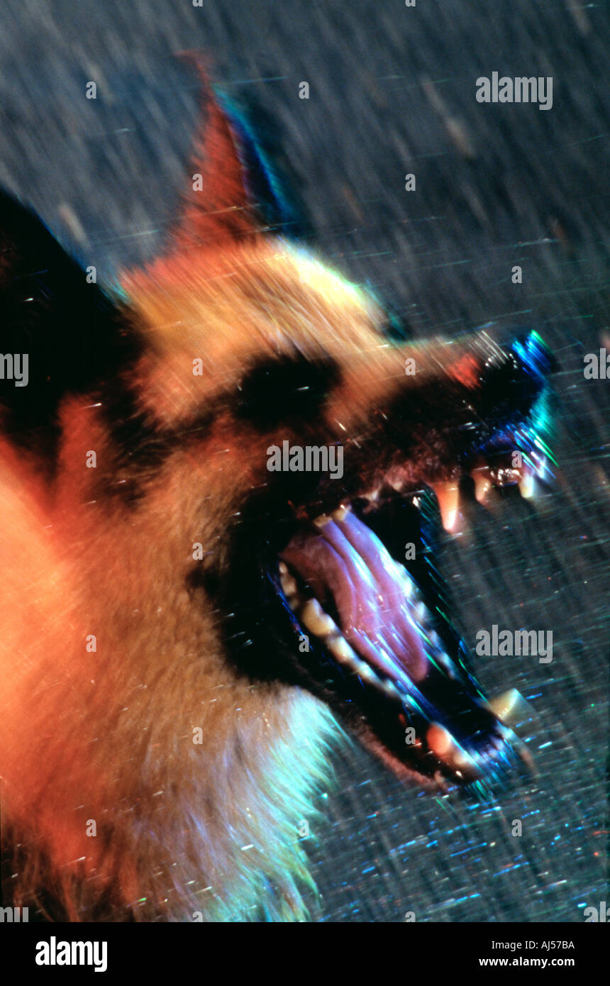 German Shepherd dog snarling and growling in mad frenzy, possibly with rabies Stock Photo