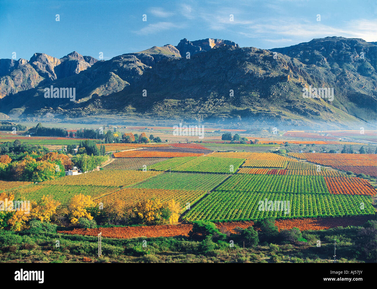 A colourful landscape with autumn vines Hex River Valley West Cape