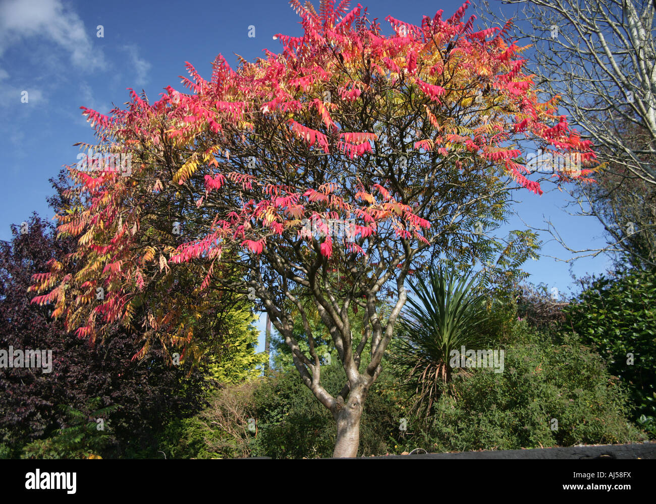 Rhus typhina deciduous tree Stock Photo