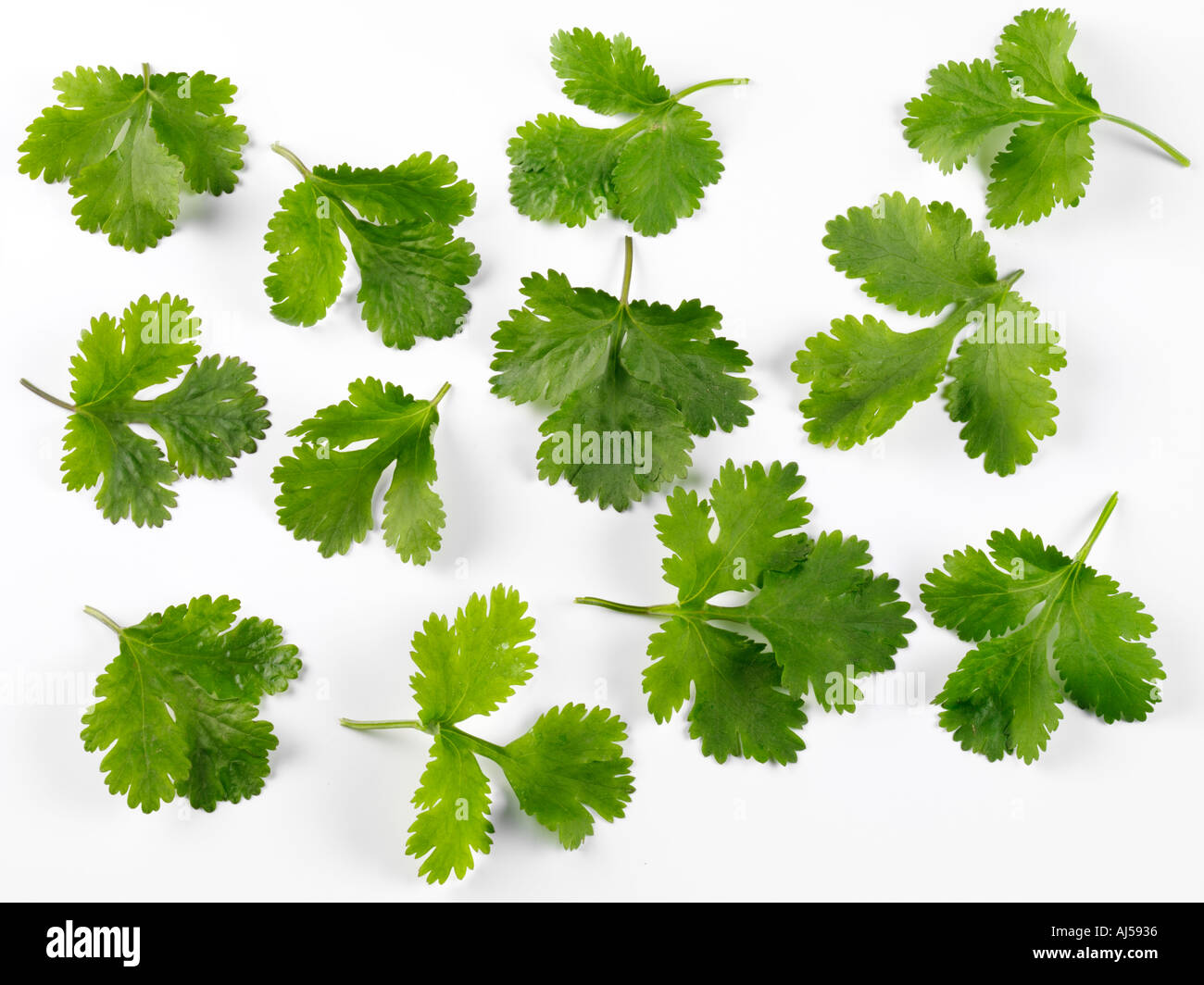 CORIANDER CILANTRO LEAVES Stock Photo Alamy