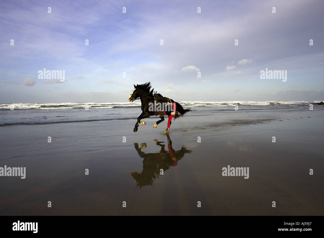 Horsewomen riding on seas edge Stock Photo