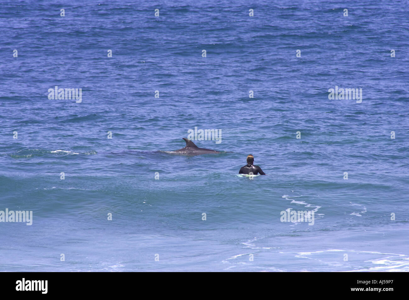dolpin swims past surfer bells beach australia Stock Photo