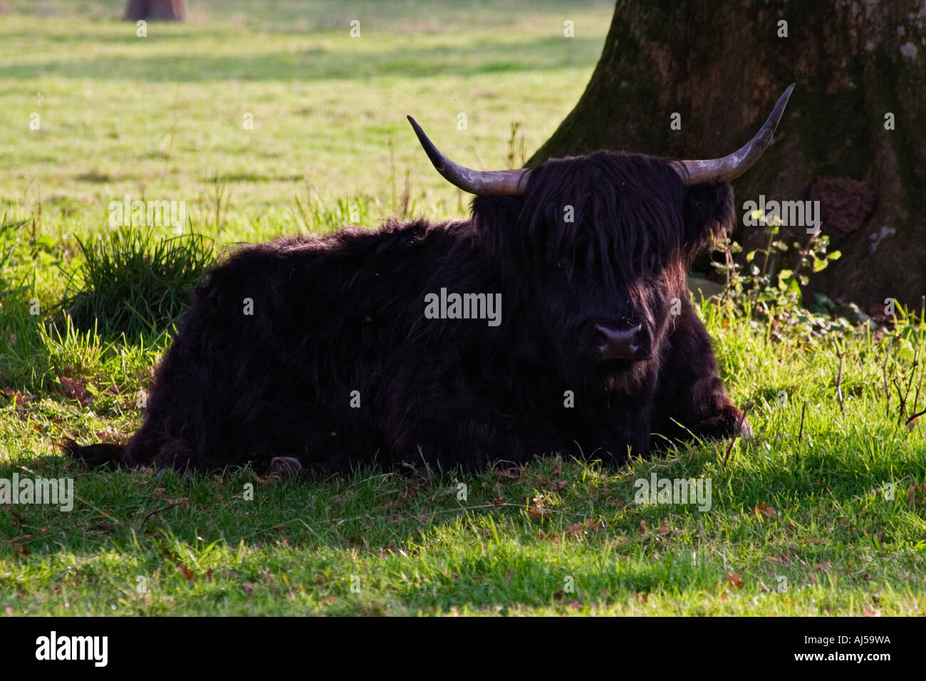 Highland cow sitting hi-res stock photography and images - Alamy