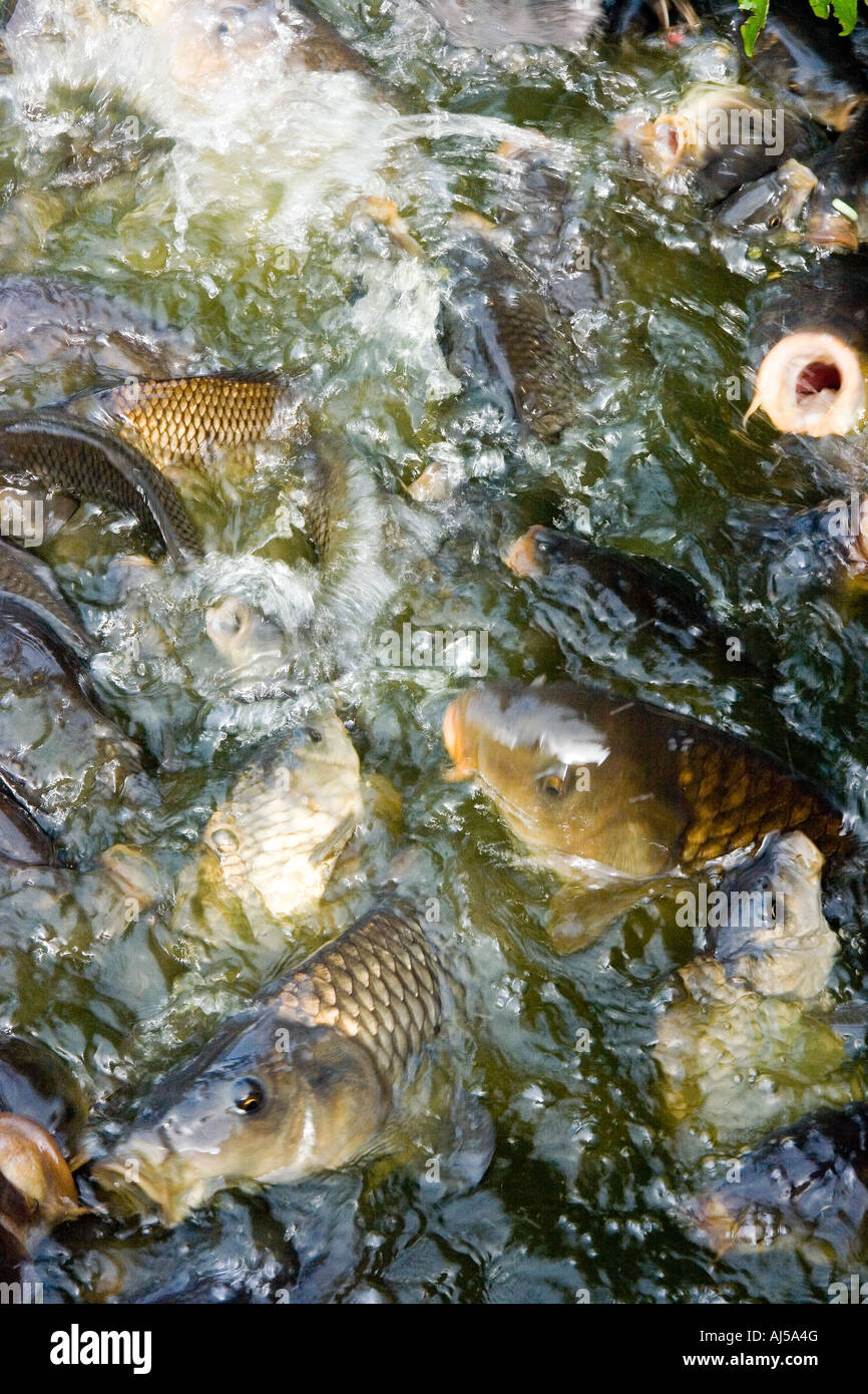 A melee of feeding carp on water surface Stock Photo Alamy